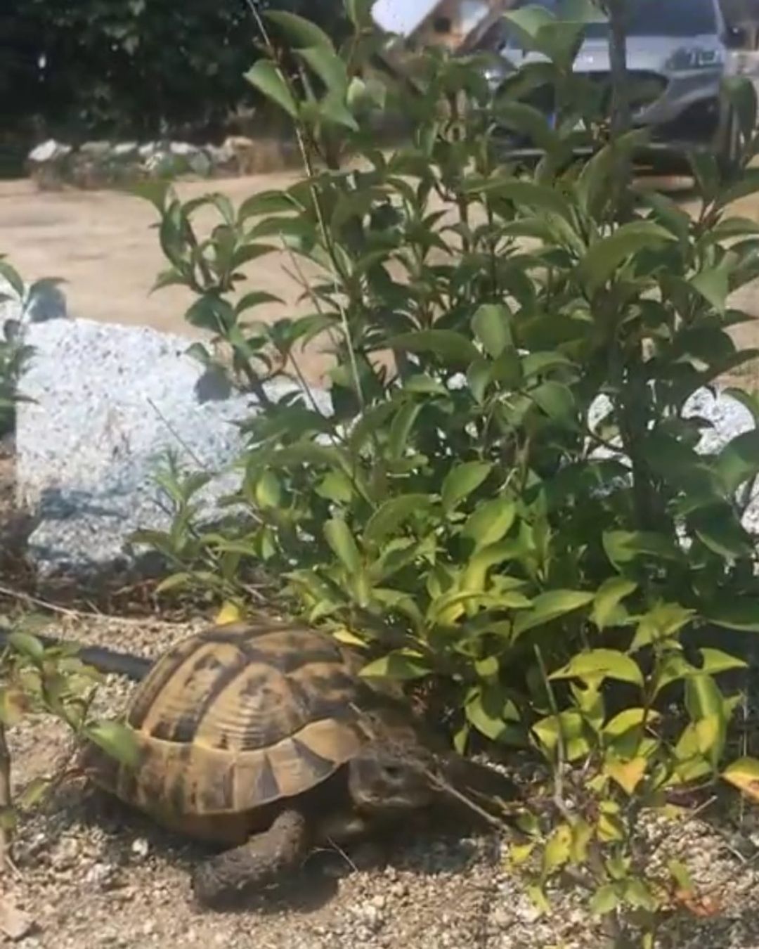 Road House galeri görseli